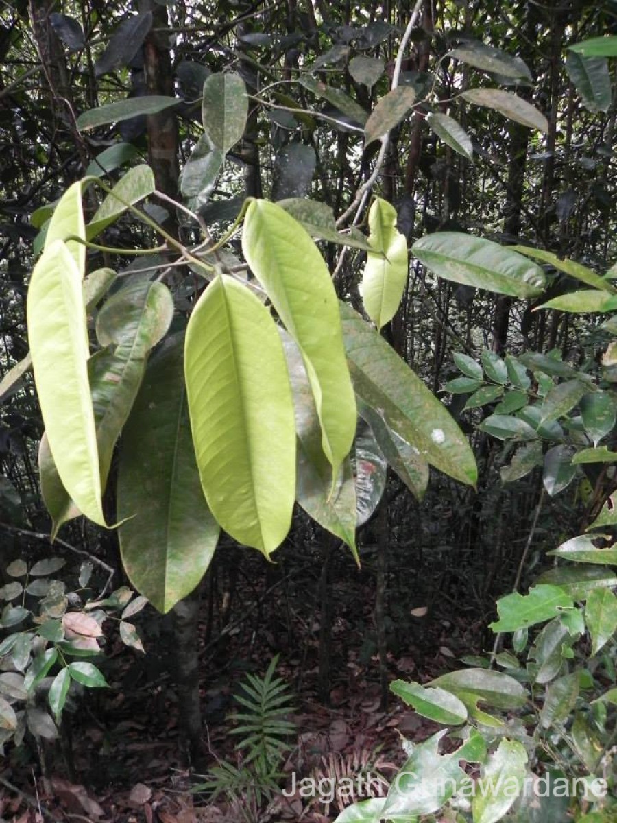 Stemonoporus kanneliyensis Kosterm.